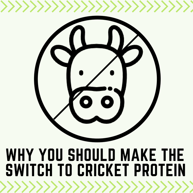Fit Cricket Vs. Whey Protein Fit Cricket Blog