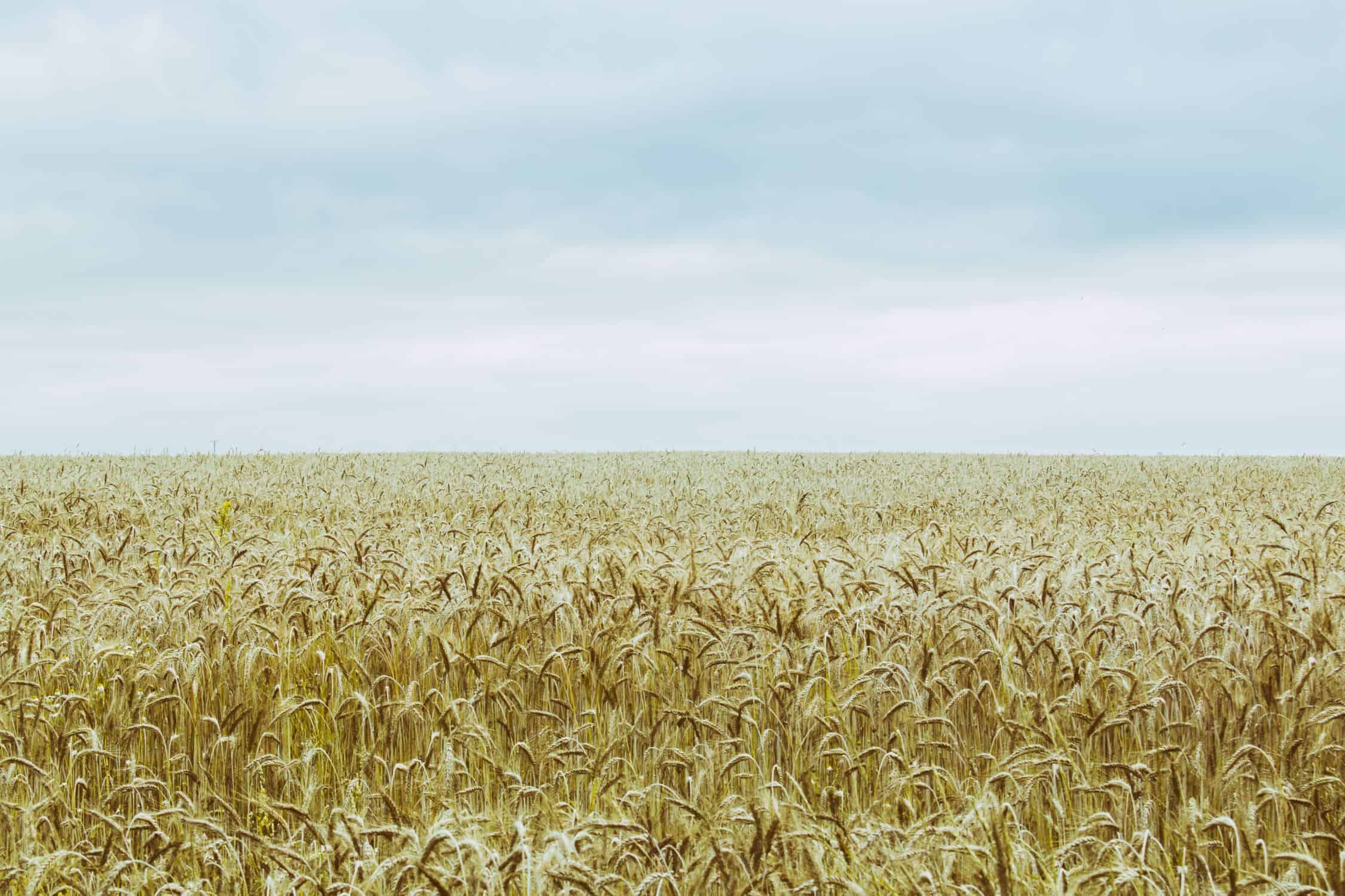 Field of wheat grass